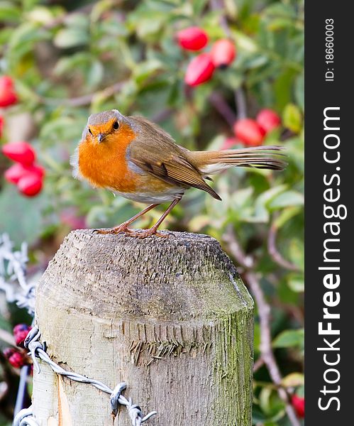 Robin (Erithacus rubecula) perched on a fence post