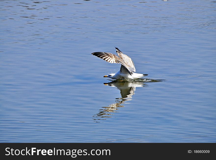 Albatros flying over the lake. Albatros flying over the lake