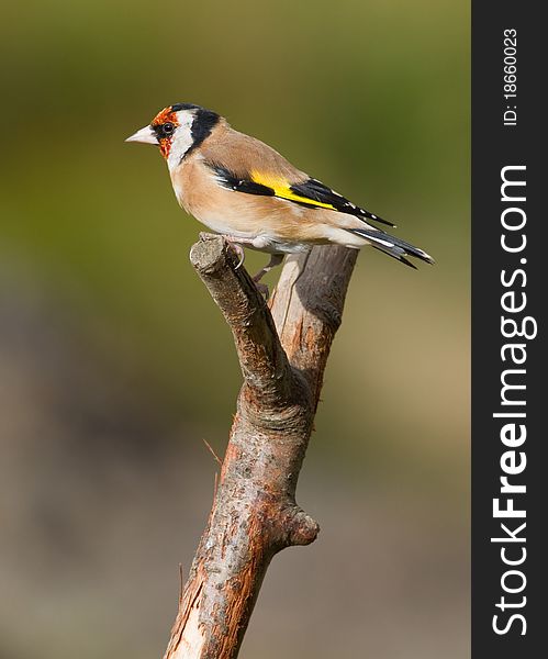 Goldfinch perched on a branch in the wild