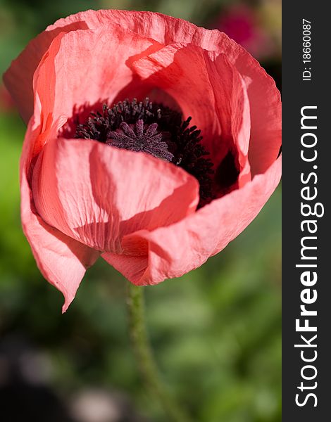 Red Poppy isolated on a green background