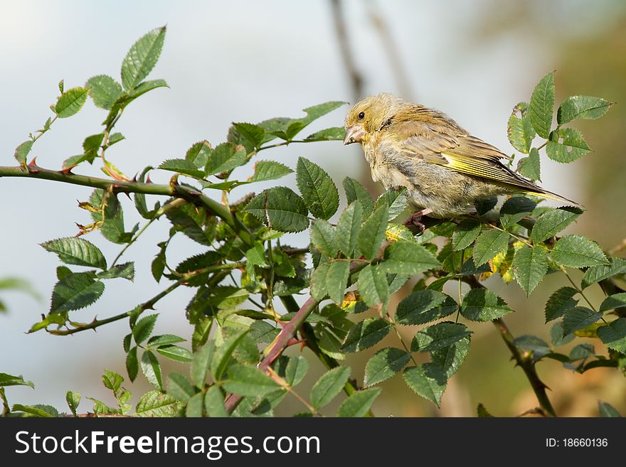 Greenfinch (Carduelis chloris) perched in a hedge