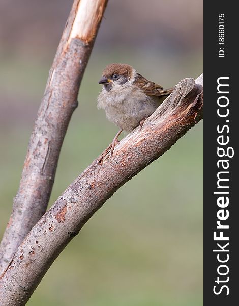 Tree Sparrow (Passer montanus) perched on a branch