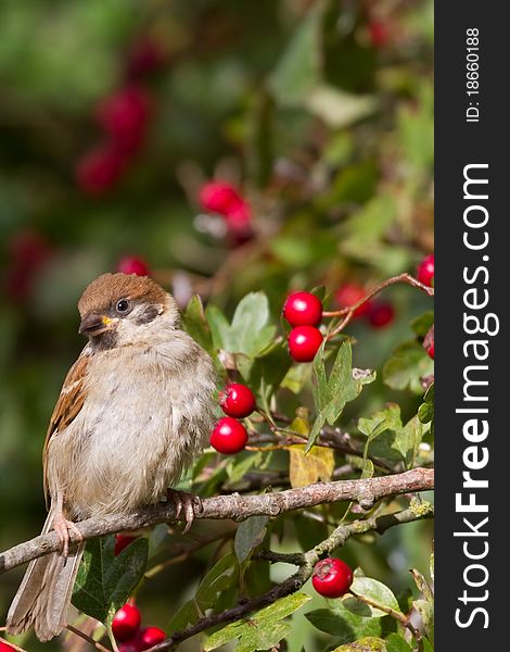 Tree Sparrow (Passer montanus) perched on a branch