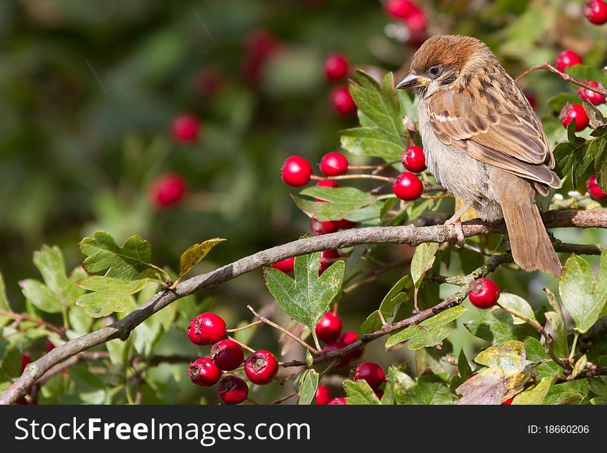Tree Sparrow (Passer montanus) perched on a branch