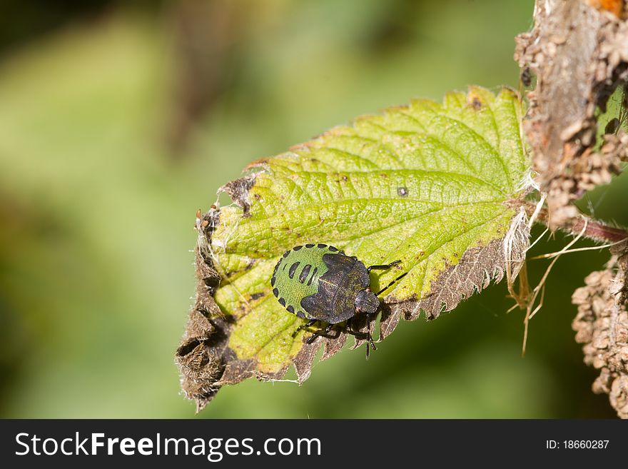 Shield Bug close up on a leaf