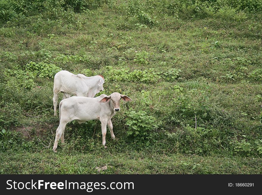 Cows in the pasture