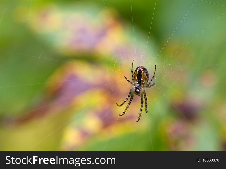 Spider on its web with a Multi Coloured background