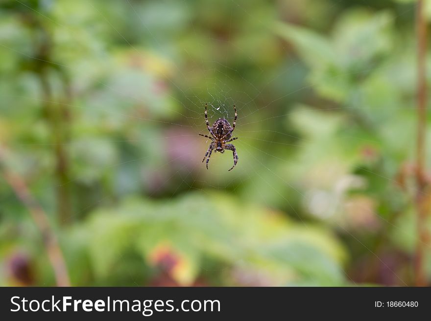 Garden Spider close up on its web