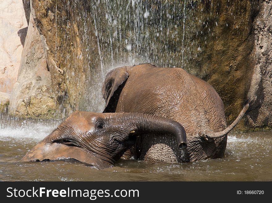 Elephants bathing in a waterfall