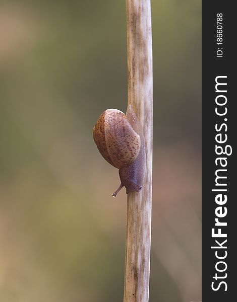 Snail Garden snail crawling on a stem