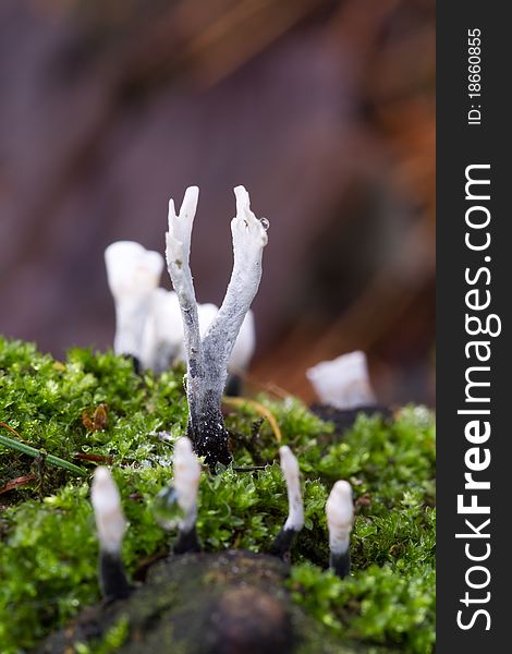 Candlesnuff fungus (Xylaria hypoxylon) growing in the wild