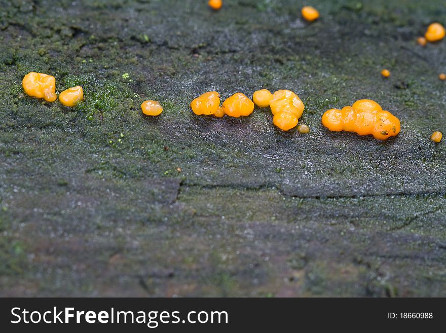 Coral spot fungus growing uncultivated close up. Coral spot fungus growing uncultivated close up