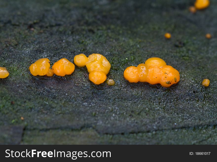 Coral spot fungus growing uncultivated close up. Coral spot fungus growing uncultivated close up