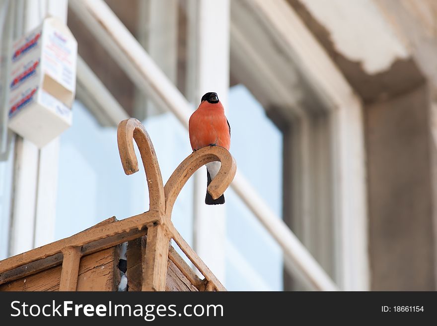 In the photo shows a bullfinch. Rare is the bird in the big cities of Russia. Resembles a sparrow or a real bird, but has a red color. Picture taken March 2, 2011