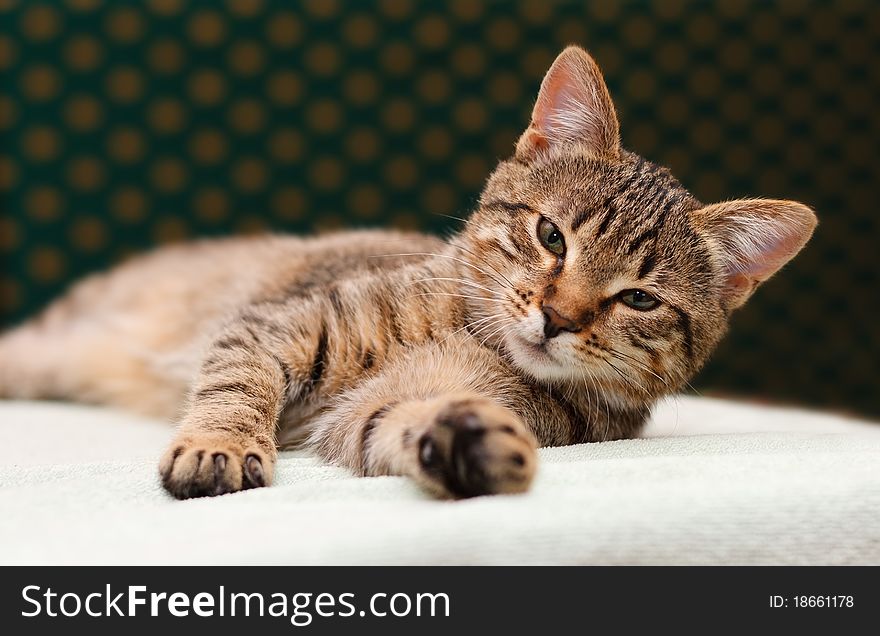 Tabby Cat laying on side looking into camera