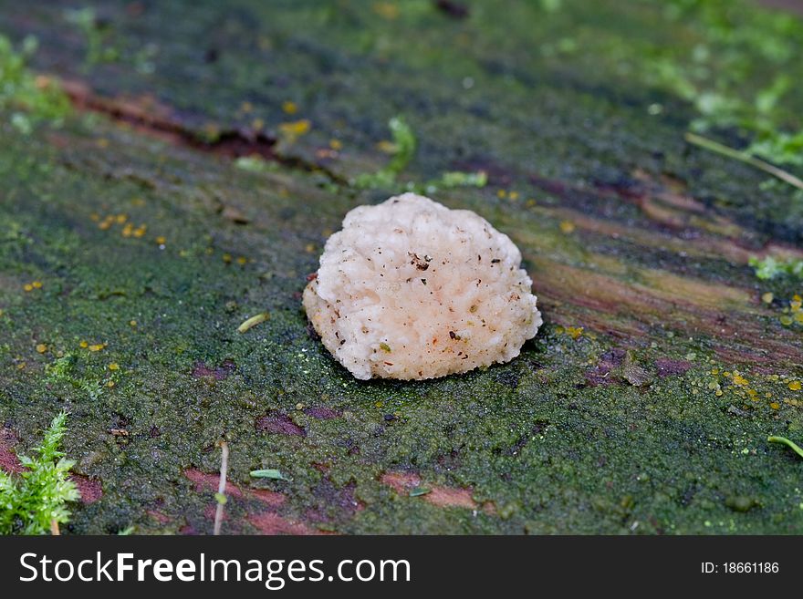 Fungus close-up growing outdoors uncultivated in autumn