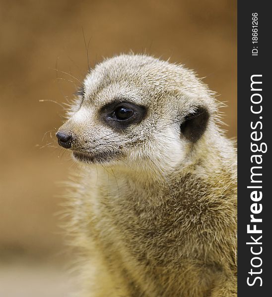 Portrait of meercats in the zoo. Portrait of meercats in the zoo