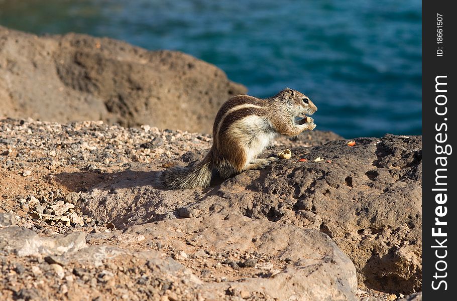 Ground Squirrel from Africa now breeding in Fuerteventura