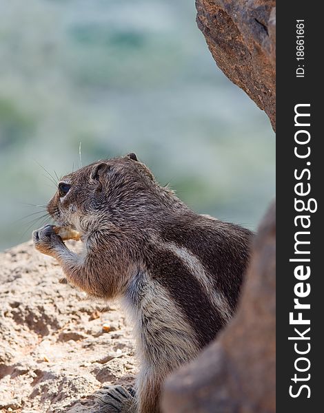 Ground Squirrel from Africa now breeding in Fuerteventura