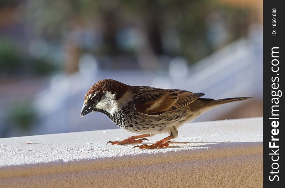 Sparrow perched from Fuerteventura canary islands spain