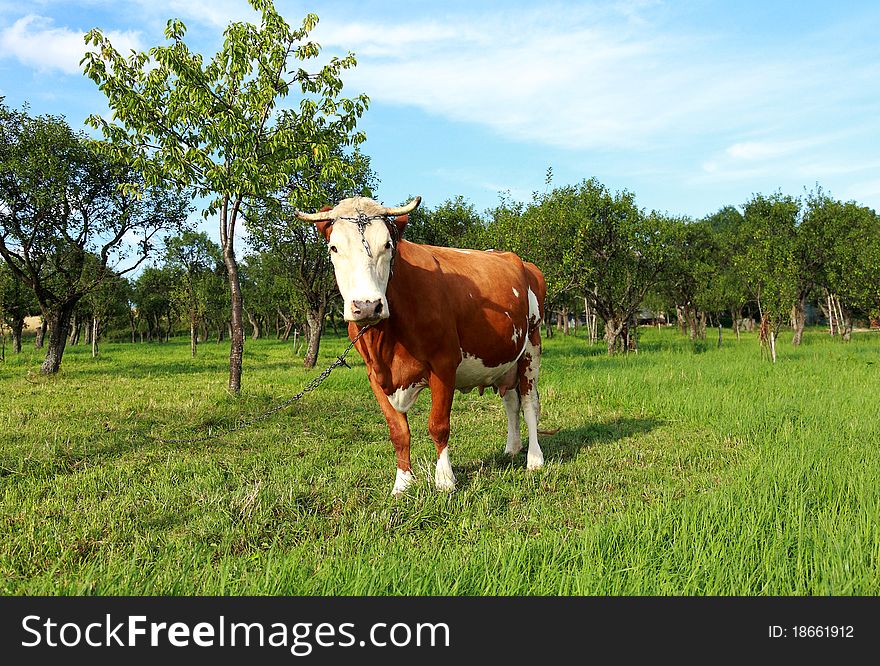 Cow And Green Orchard