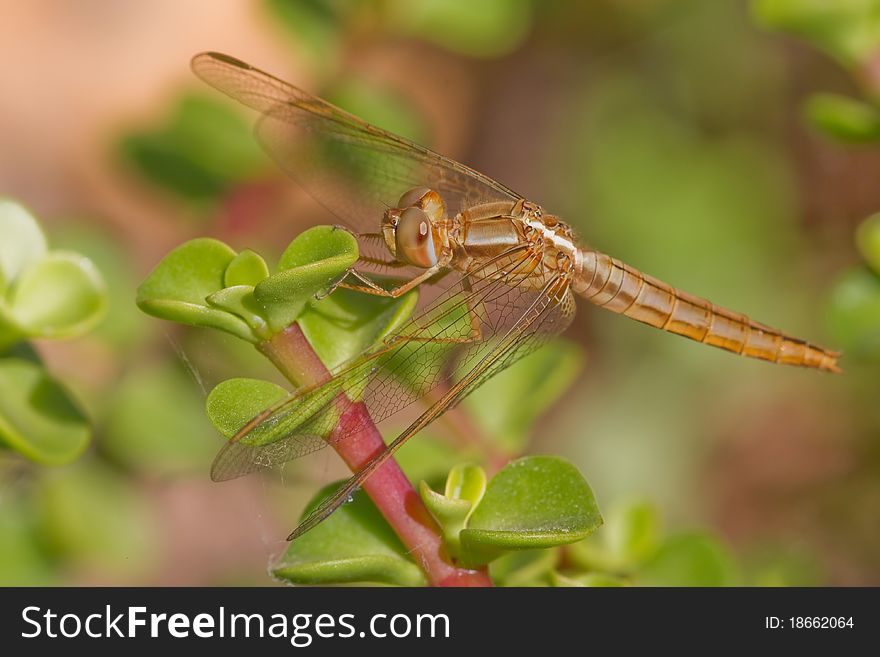 Dragonfly closeup on a plant in the wild