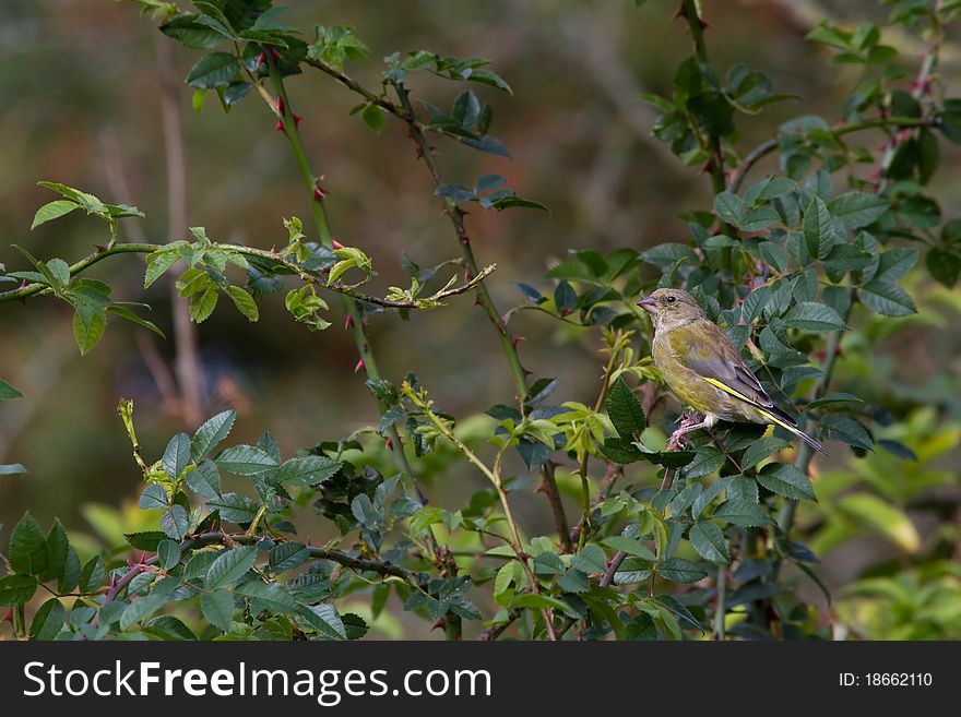 Greenfinch (Carduelis chloris) perched on a branch