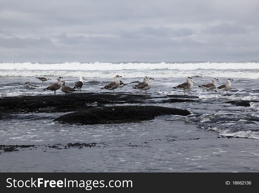 A flock of seagulls on a stormy beach. A flock of seagulls on a stormy beach