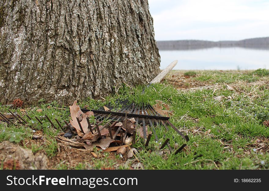 Rake with leaves caught in its tines, lying on the ground beside a tree trunk. A lake can be seen in the background. Rake with leaves caught in its tines, lying on the ground beside a tree trunk. A lake can be seen in the background