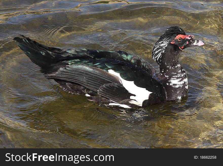 Muscovy Duck (Barbary duck) in the wild