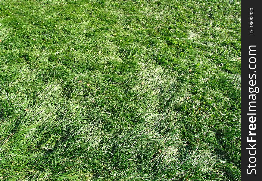 Green grass in sunshines, daylight