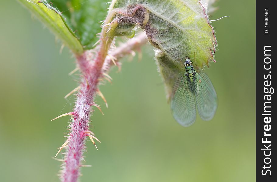 Green lacewing (Dichochrysa ventralis) closeup on a leaf