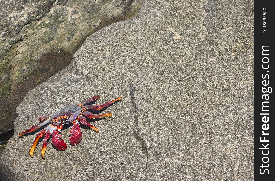 Crab purple and red on a rock