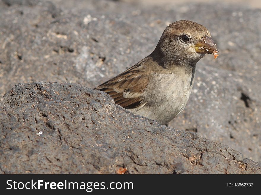 Sparrow perched from Fuerteventura canary islands spain