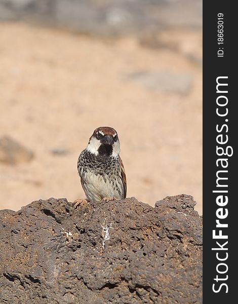 Sparrow perched from Fuerteventura canary islands spain