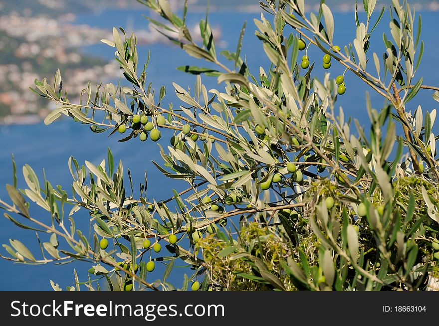 Olive tree on the hill with bay of Boka Kotorska in the background