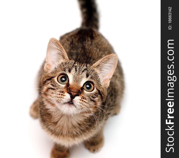 Kitten sits and looks upwards on white background. Kitten sits and looks upwards on white background