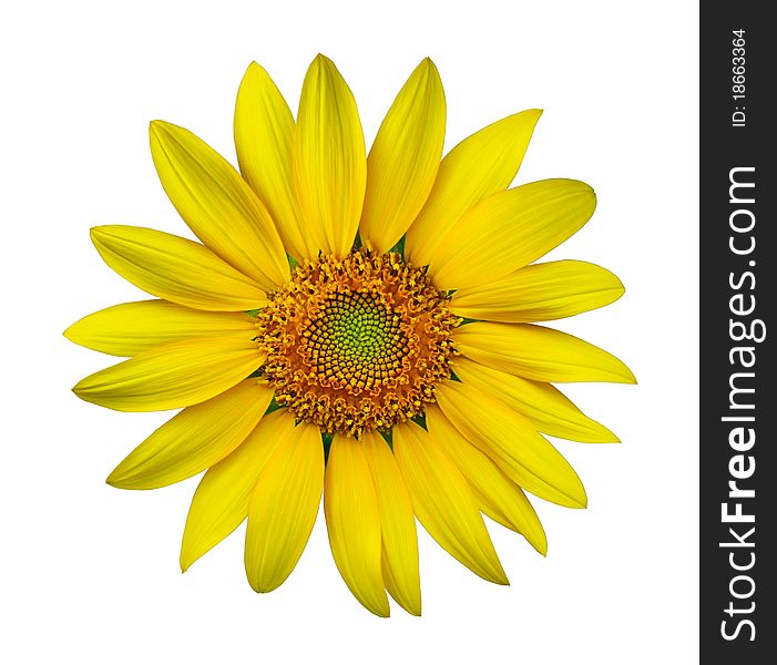 Yellow sunflower isolated on white background. Yellow sunflower isolated on white background
