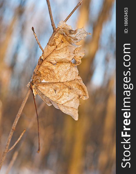 Frozen dry leaf at sunny winter forest. Frozen dry leaf at sunny winter forest