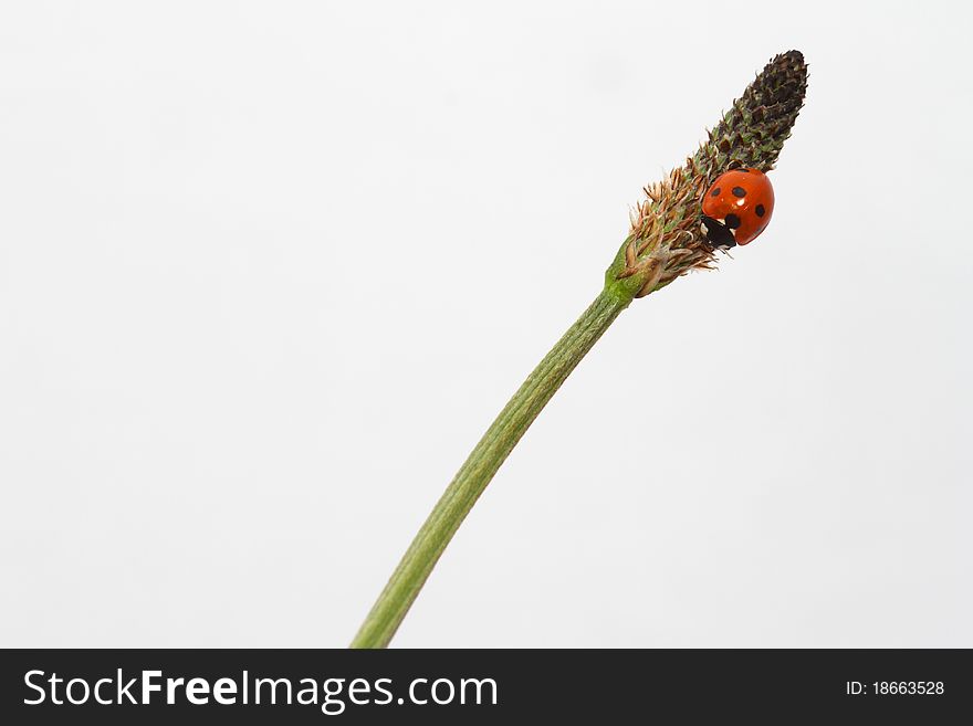 Ladybird On A Grass Stem