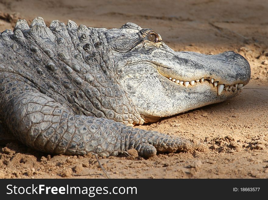 Crocodile A Large Reptile living in Australia