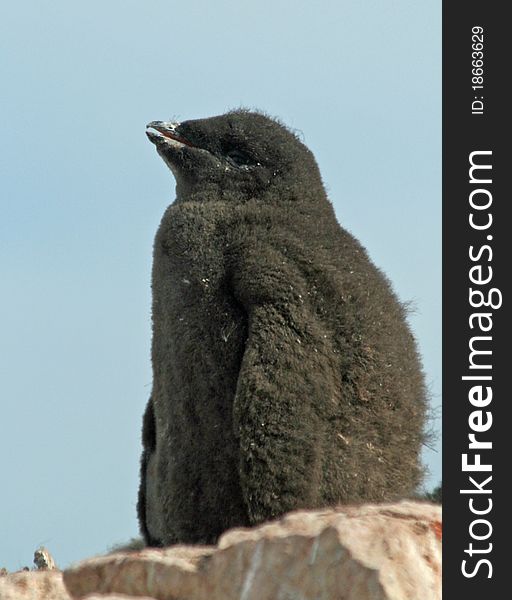 Adelie Penguin chick on rock