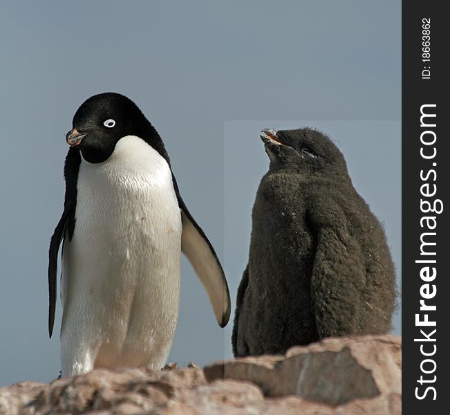 Adelie Penguin and chick on rock