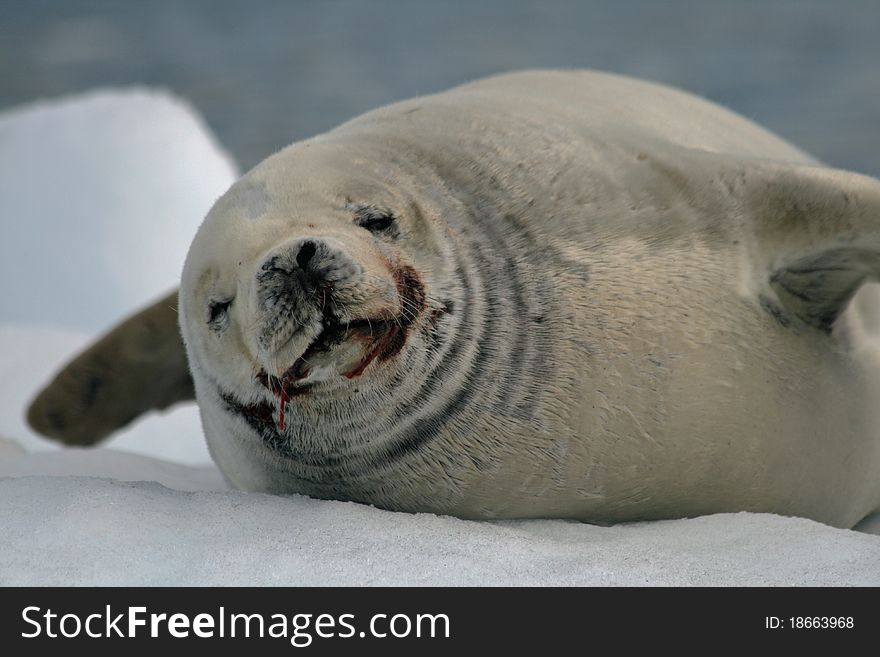 Crabeater Seal lying on an iceberg