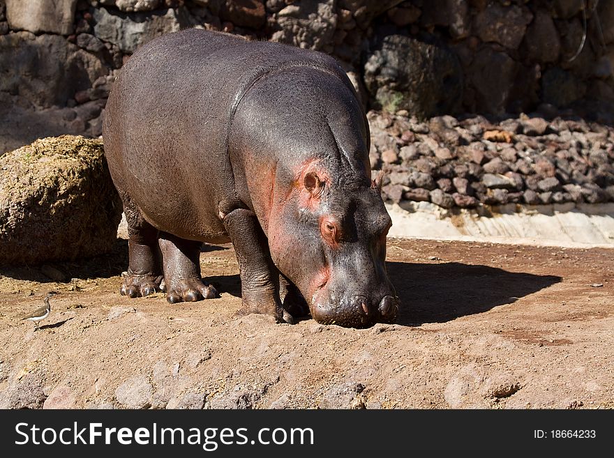 Hippopotamus from africa in the wild terrain