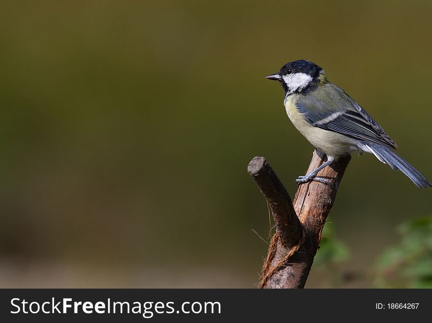 Great Tit (Parus Major) perched on a branch