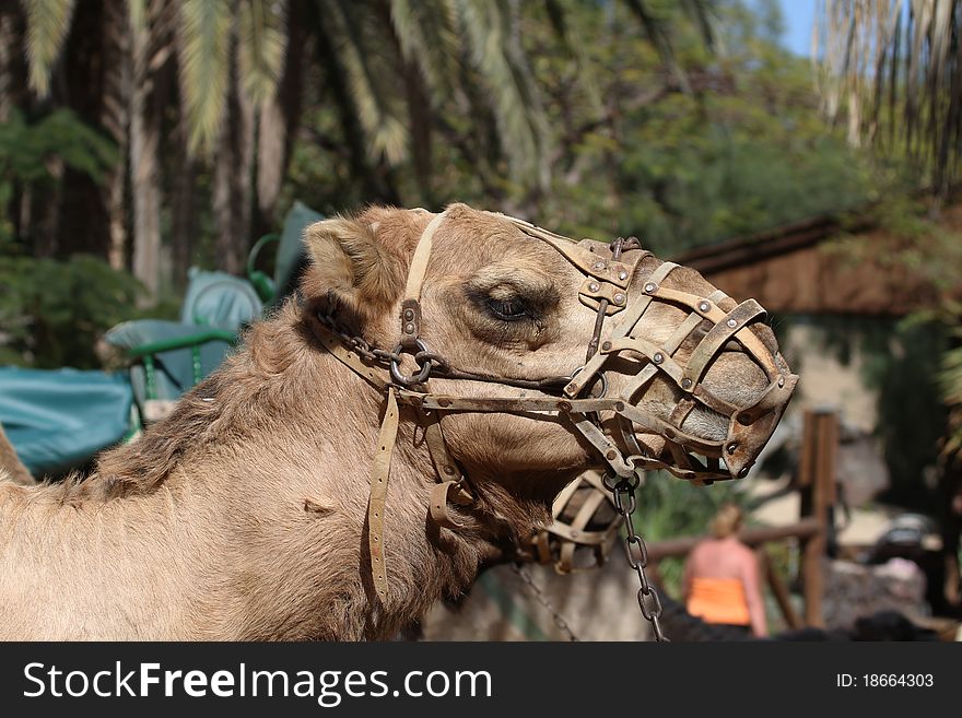 Camel with straps on waiting for the next ride