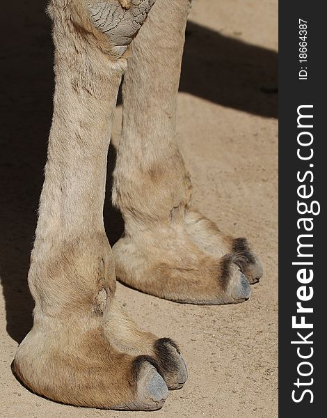 Camel feet closeup waiting for the next ride