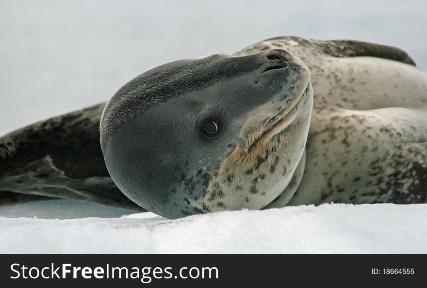 Leopard Seal lying on an iceberg. Leopard Seal lying on an iceberg