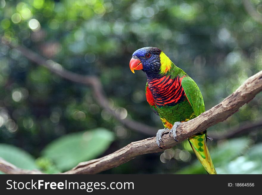 Beautiful parrot perched on a tree branch. Beautiful parrot perched on a tree branch